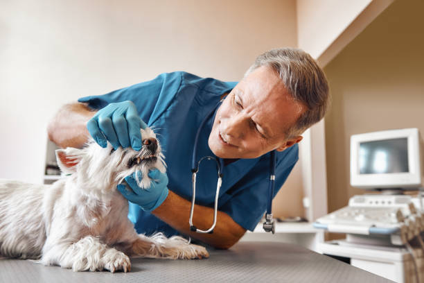 Best Weekend Emergency Dental Services in Springville, VA